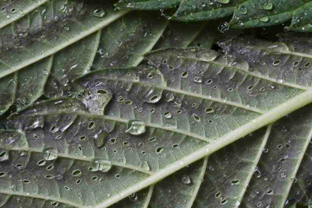 Macro of the underside of a cannabis leaf showing veins and pores
