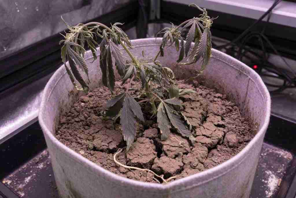 Underwatered cannabis plant with wilted leaves in cracked dry soil