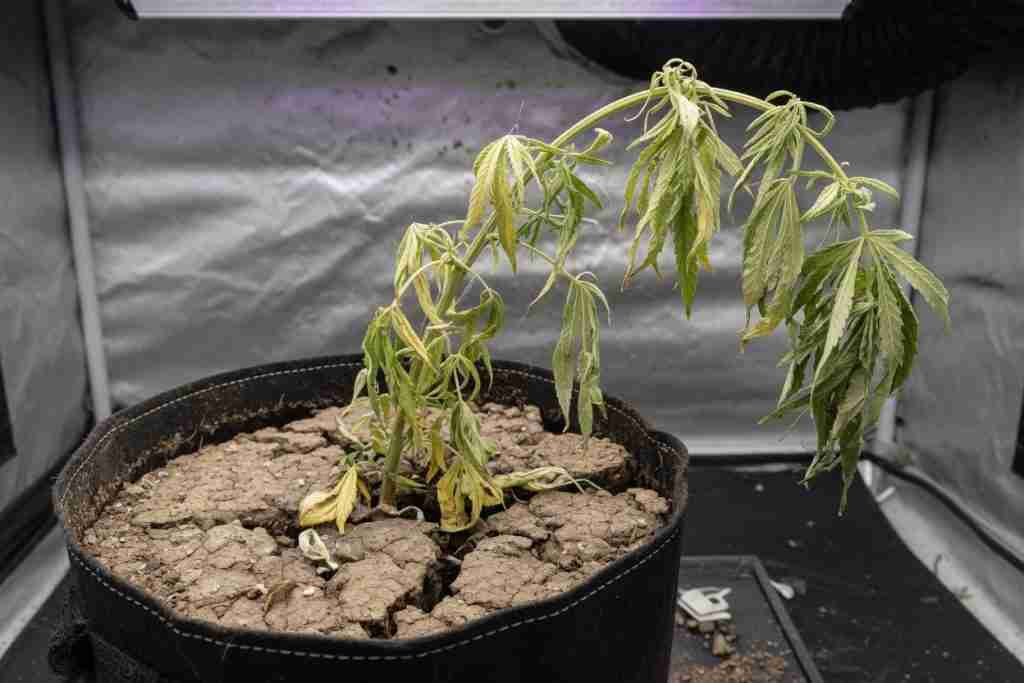 Underwatered cannabis plant wilted over cracked dry soil in a fabric pot