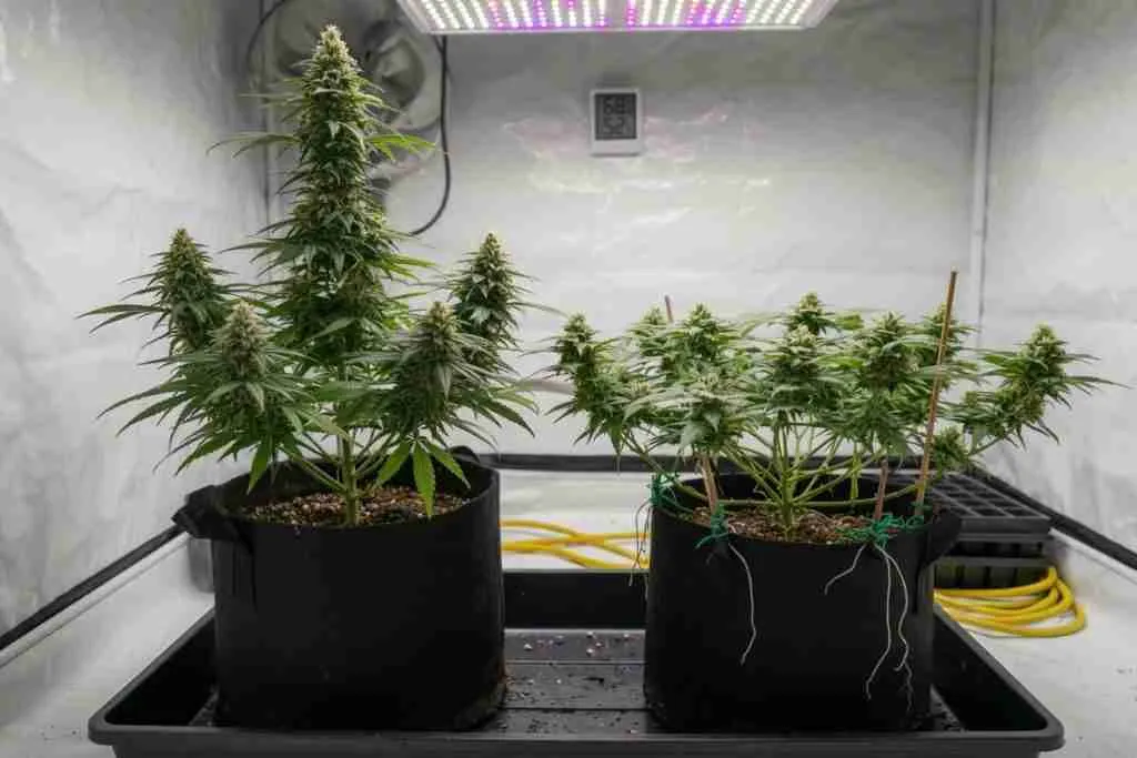 Untrained tall cannabis plant next to a short wide LST trained plant in the same tent
