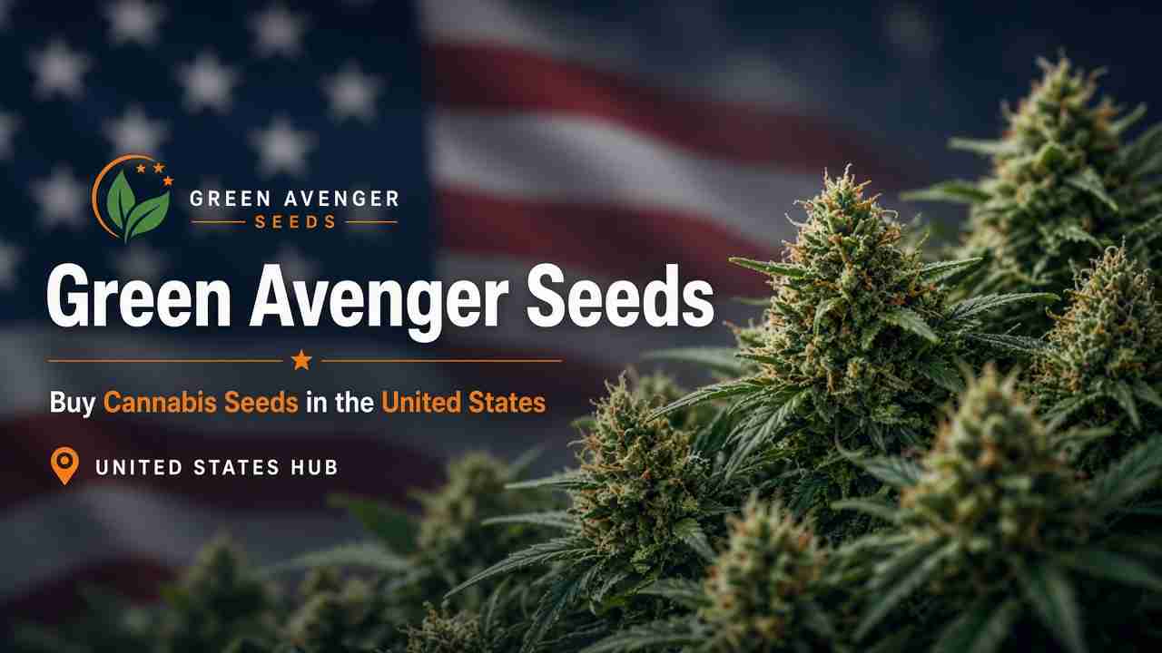 Buy cannabis seeds in the United States — Green Avenger Seeds feminized genetics