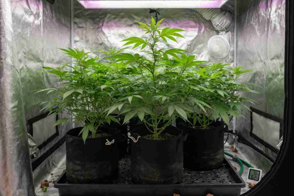 Healthy medium-green vegetative cannabis plants in fabric pots inside a grow tent