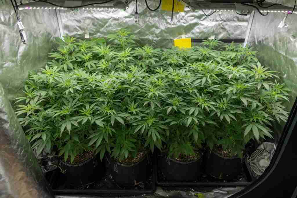 Bushy vegetative cannabis plants in fabric pots under a white LED