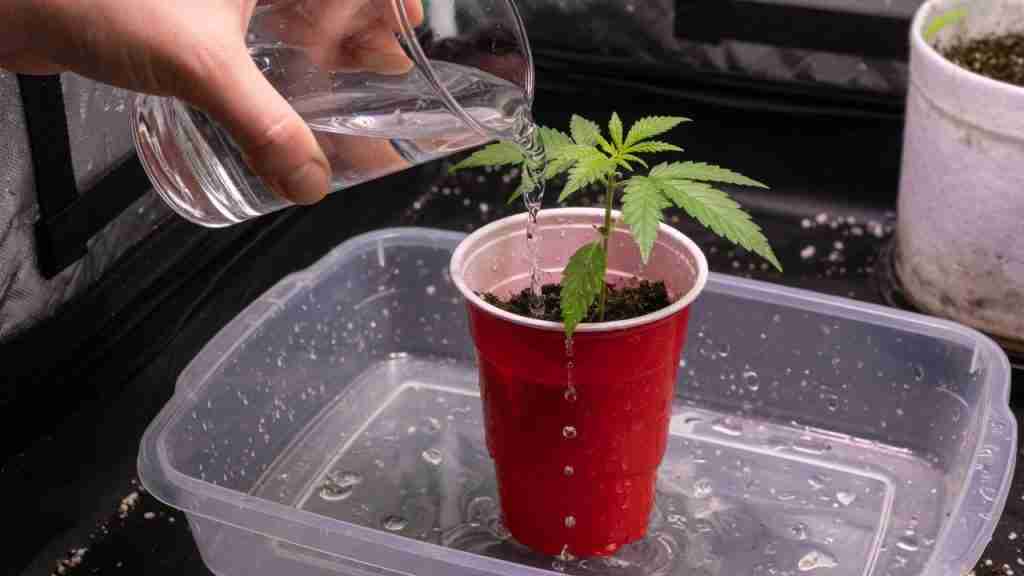 Hand pouring water into a red party cup with a young cannabis plant over a runoff tray
