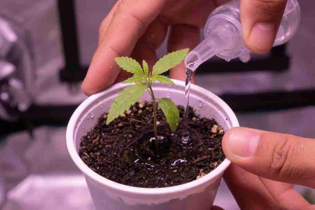 Watering a young cannabis seedling in a small cup around the stem