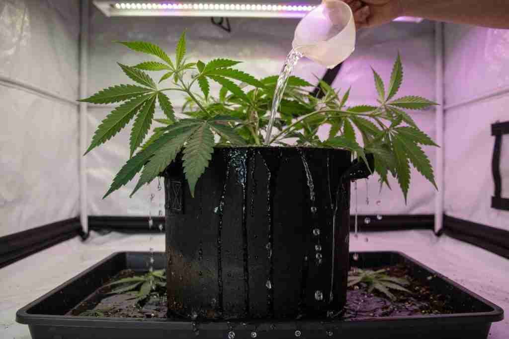 Watering a fabric pot of cannabis until runoff hits the tray