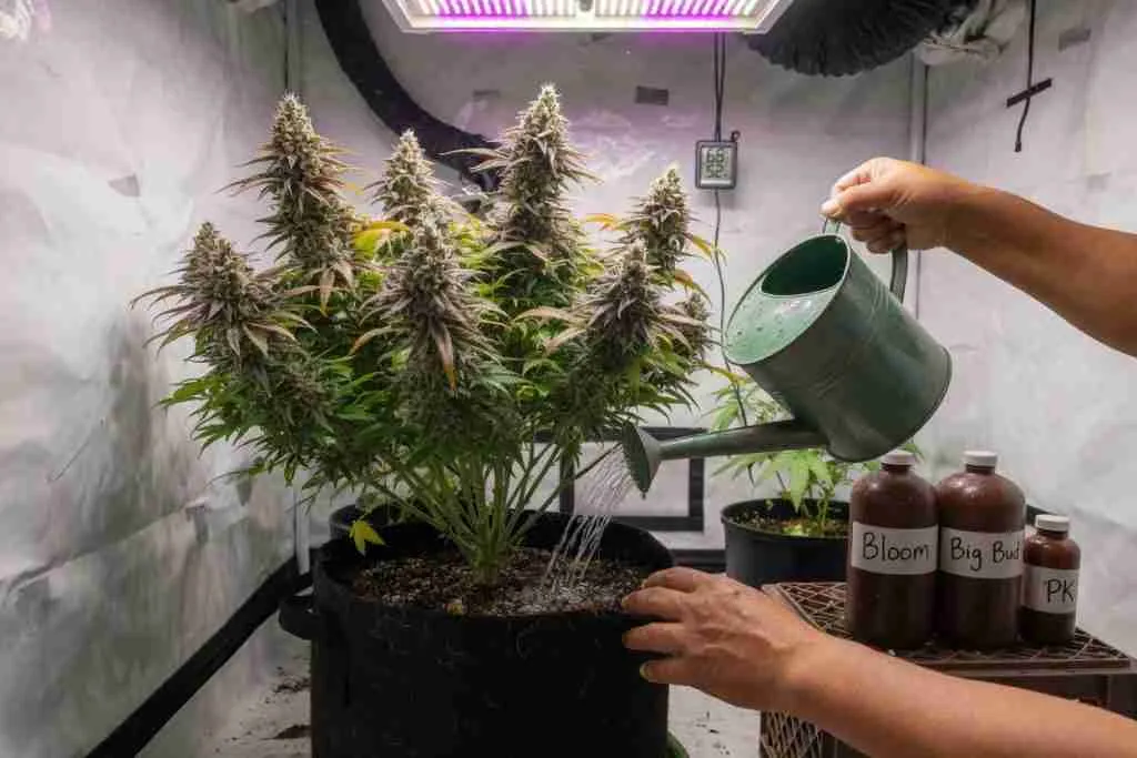 Watering a flowering cannabis plant in a fabric pot with bloom nutrient bottles nearby