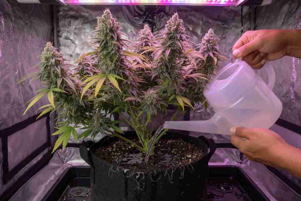Watering a flowering cannabis plant at the soil line, not on the buds