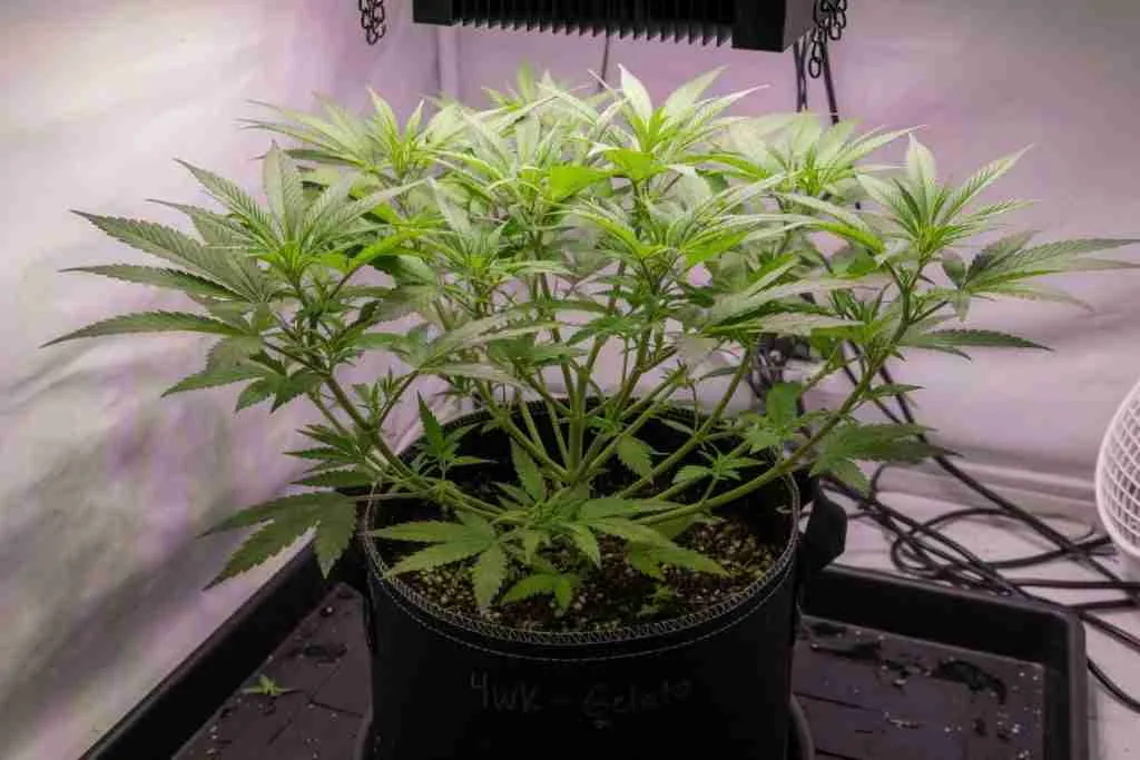 Bushy week 4 vegetative photoperiod cannabis plant in a fabric pot