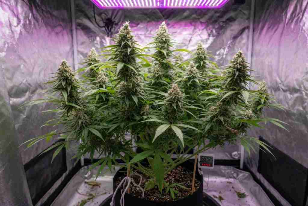 Week-three-plus flowering cannabis plant with dense colas, leave the remaining fan leaves on