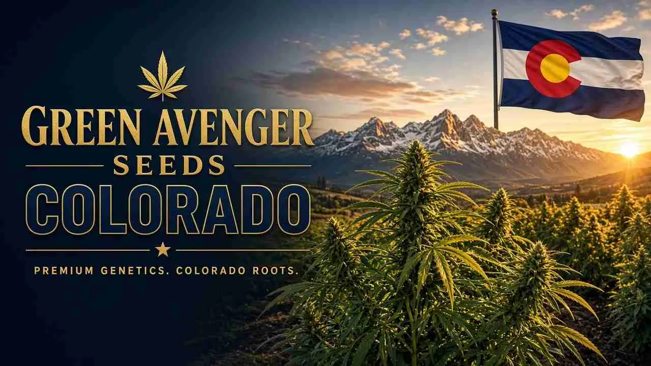 Buy cannabis seeds in Colorado — Green Avenger Seeds with official Colorado state flag