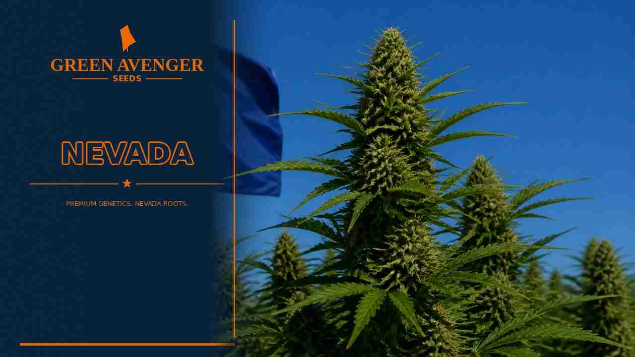 Buy cannabis seeds in Nevada — Green Avenger Seeds