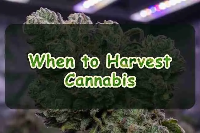 When to Harvest Cannabis