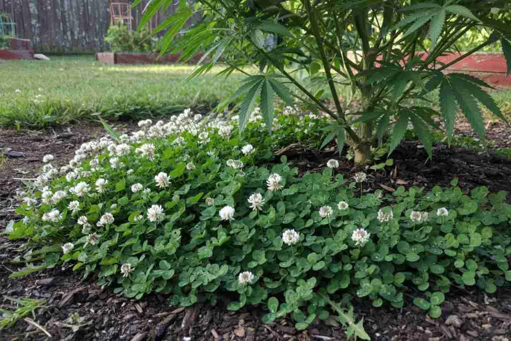 White clover living mulch under an outdoor cannabis plant