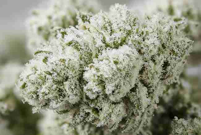 Snow-coated pale green flower close-up
