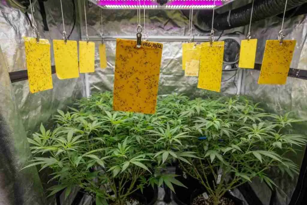 Yellow sticky cards hanging above vegetative cannabis plants in a grow tent