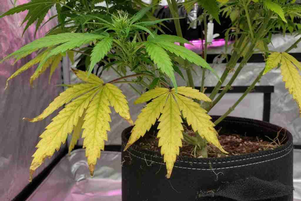 Yellowing lower cannabis fan leaves still on the plant, a nitrogen sign not a defoliation target