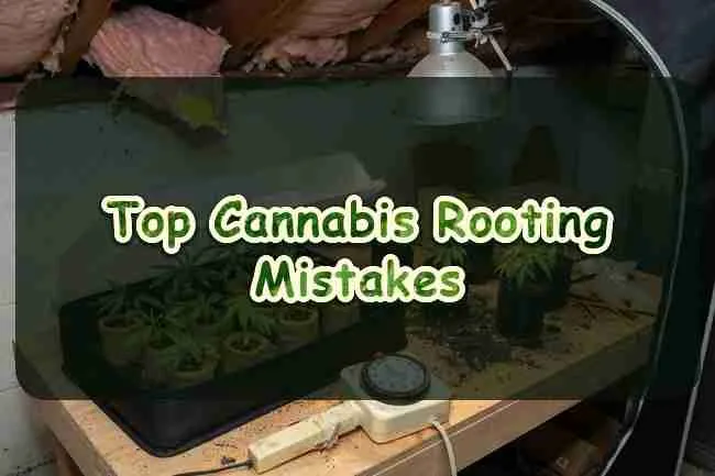 Top cannabis rooting mistakes