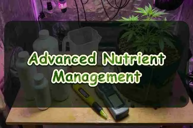 Advanced nutrient management for cannabis plants