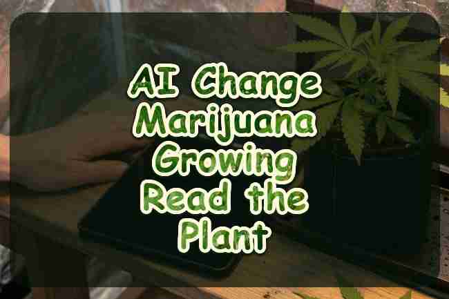 A hand beside a blank tablet and a cannabis plant in a tent