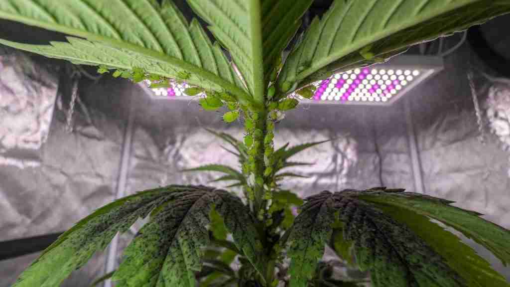 Green aphids clustered on a cannabis stem above lower fan leaves coated in sooty mold