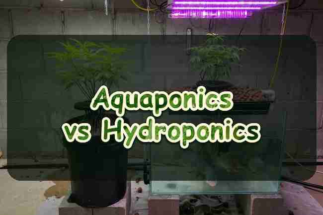 Aquaponics vs hydroponics nutrient-source split