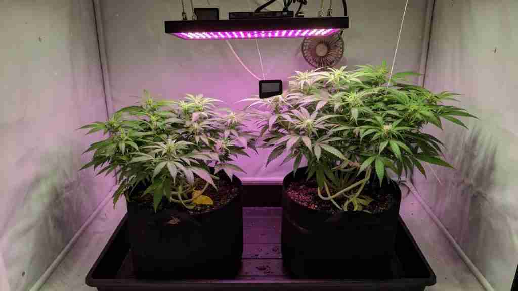 Compact autoflower cannabis plants in fabric pots trained with soft ties into a low bush, no screen net, under a modest LED