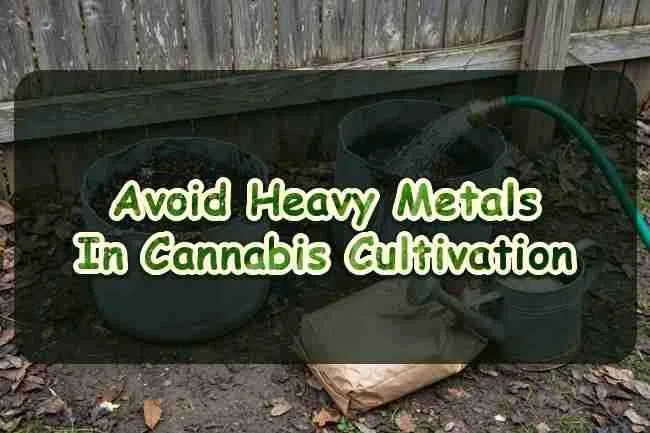 Avoid heavy metals in cannabis cultivation