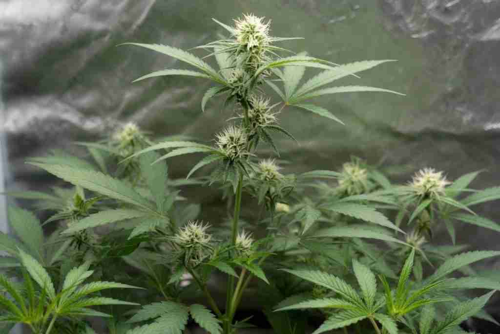 Healthy cannabis flowers with white pistils