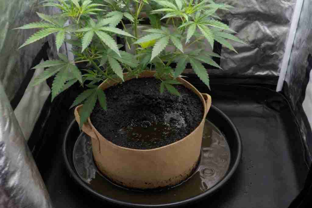 A cannabis plant sitting in a saucer of water