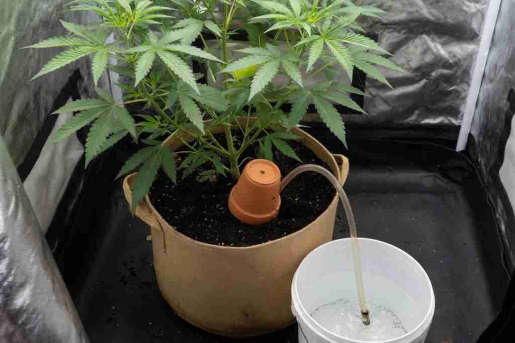 A fabric pot with a tube running to a bucket of water