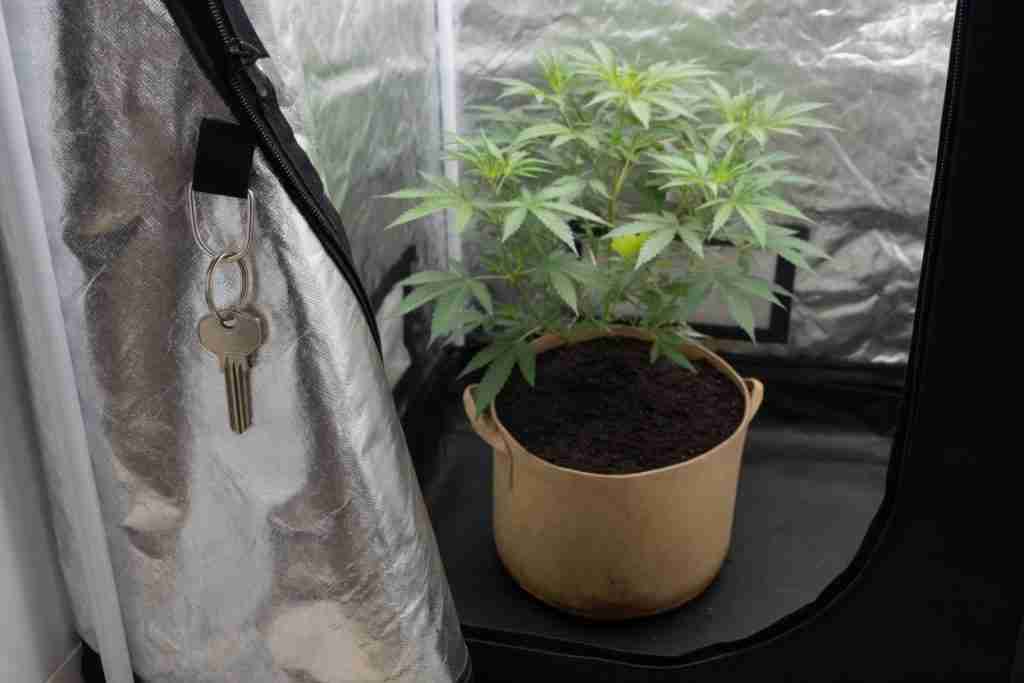 A house key hanging on a grow tent beside a cannabis plant