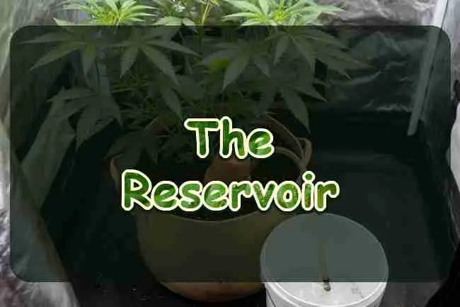 A cannabis plant in a fabric pot beside a water bucket