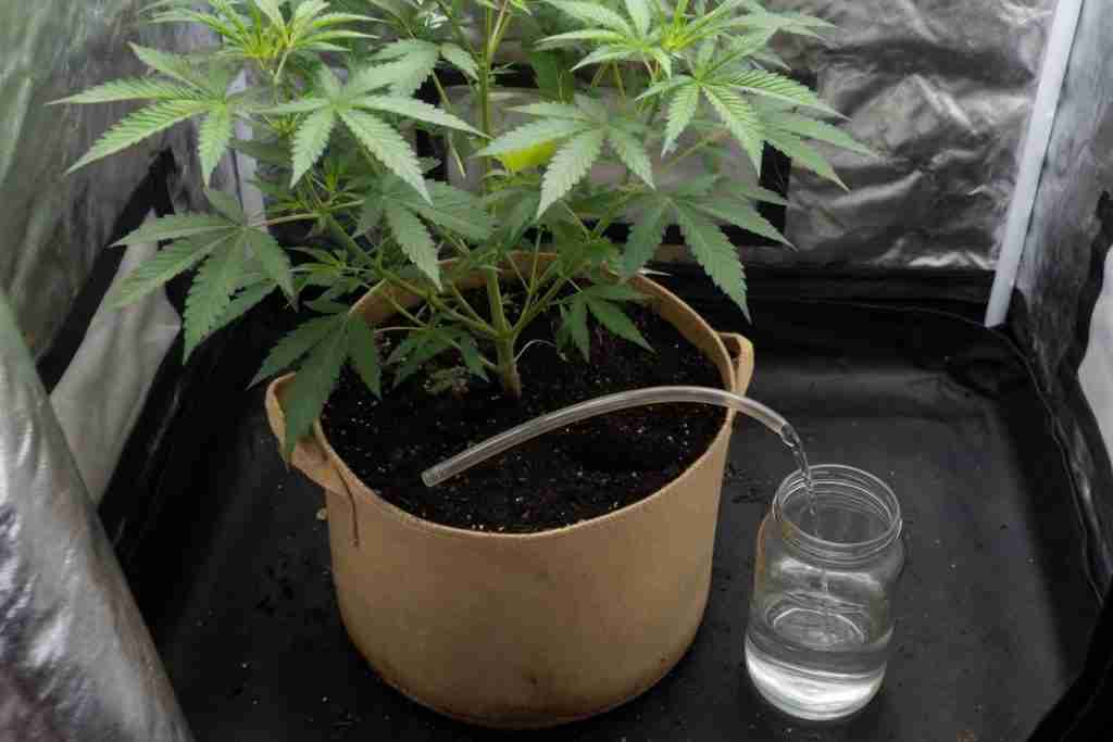 A glass jar catching drips beside a cannabis plant