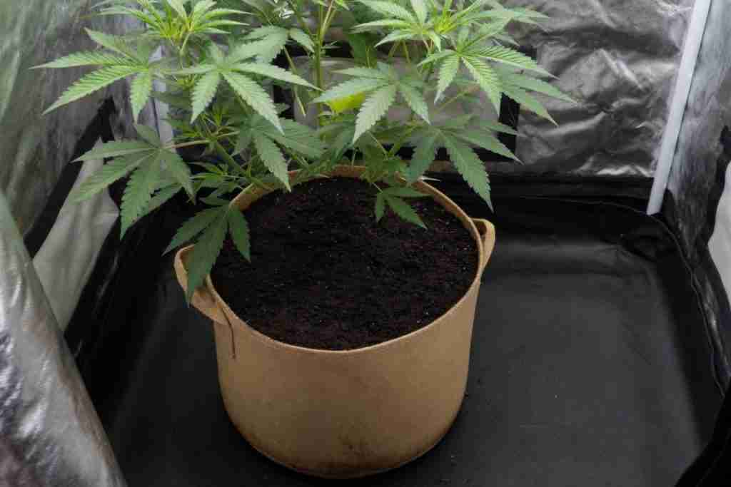 A vegetative cannabis plant in a fabric pot after watering