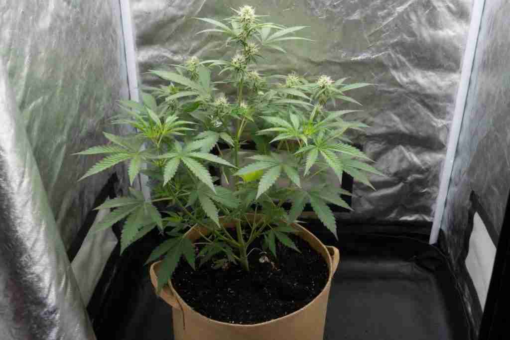 A flowering cannabis plant in a fabric pot