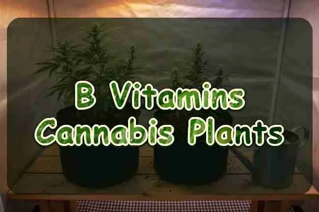 B Vitamins Cannabis Plants