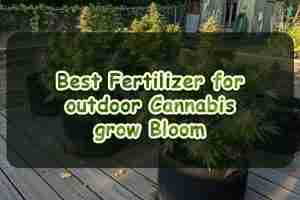 Best Fertilizer for outdoor Cannabis grow Bloom