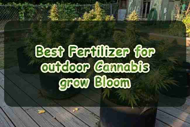 Best Fertilizer for outdoor Cannabis grow Bloom
