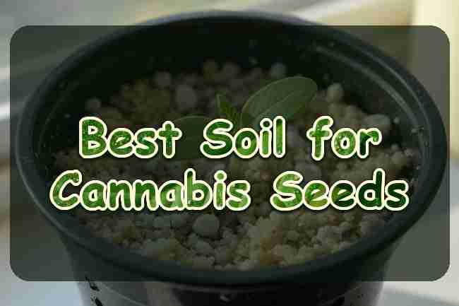 The Best Soil for Growing Cannabis Seeds