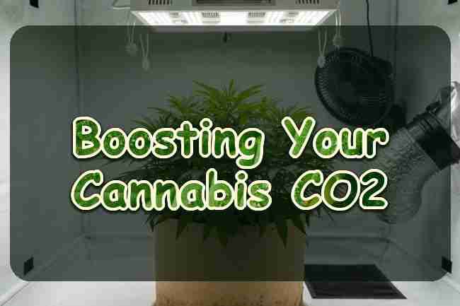 Boosting Your Cannabis CO2 Naturally