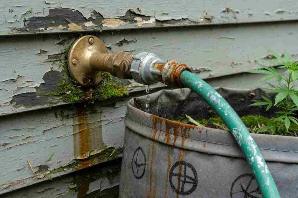 Brass hose bib with a galvanized fitting dripping onto a fabric pot of cannabis against peeling painted siding