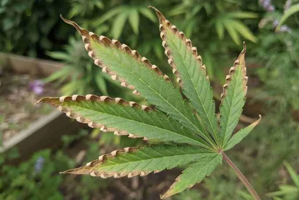 A cannabis leaf with dry brown tips
