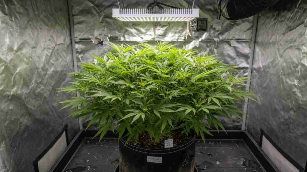 Short bushy vegetative photoperiod cannabis plant in a fabric pot under a white LED