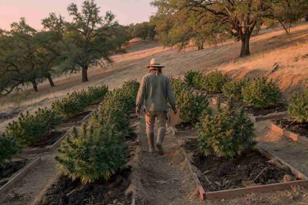 Inspector in a straw hat walking a clipboard down rows of flowering cannabis plants in wooden raised beds on a California oak hillside at dusk