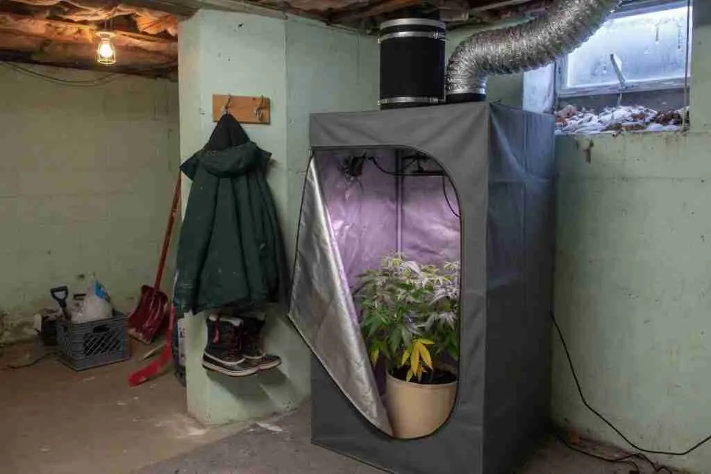 Canadian basement grow tent with a cannabis plant, winter coat, boots, and snow in the window well