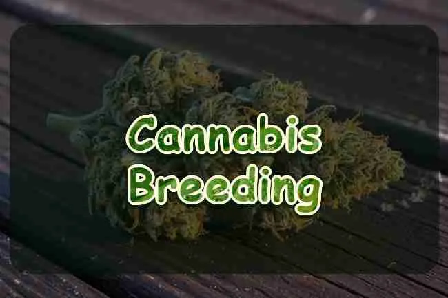 Cannabis Breeding