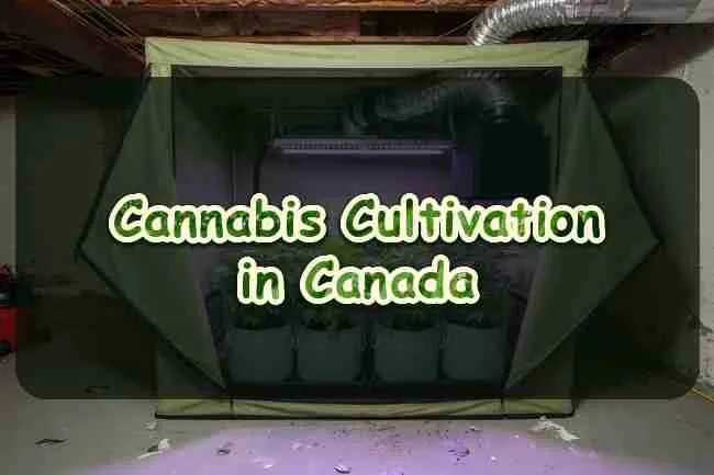 Cannabis cultivation in Canada