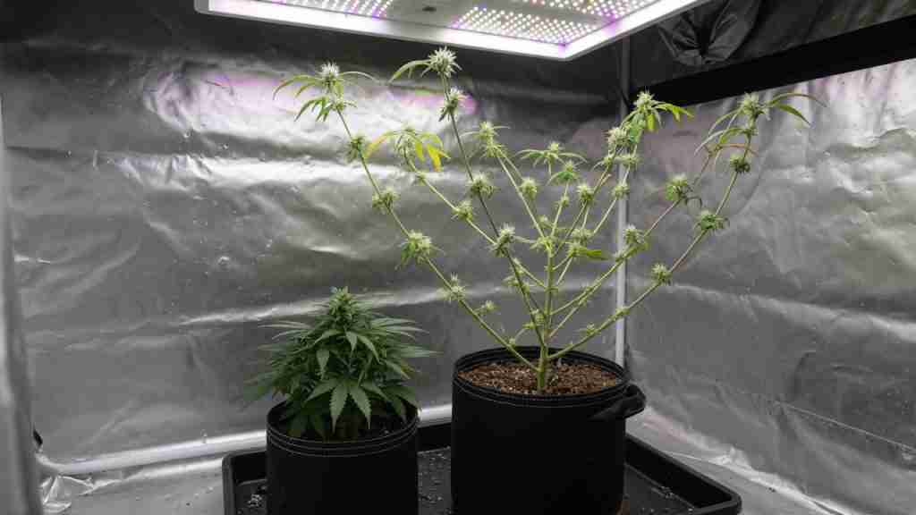 Early flowering cannabis plant stretching beside a compact vegetative plant in a grow tent
