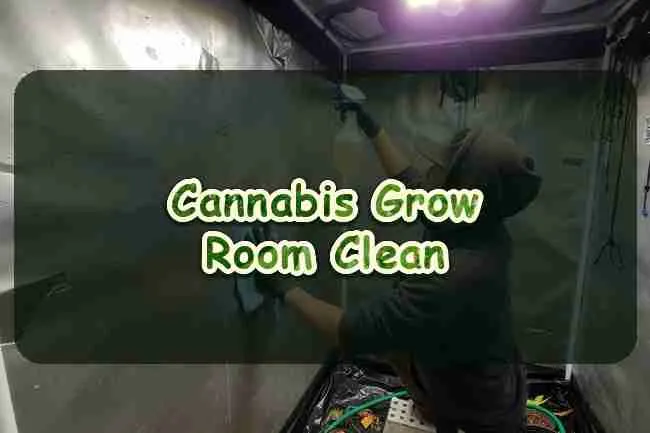 Cannabis Grow Room Clean
